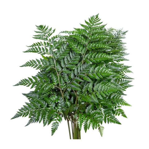 IMPORTED, FERN
