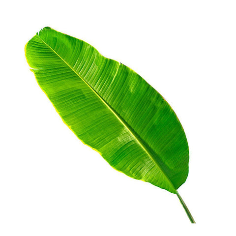 BANANA, LEAVES,