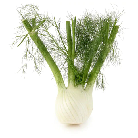 FENNEL,