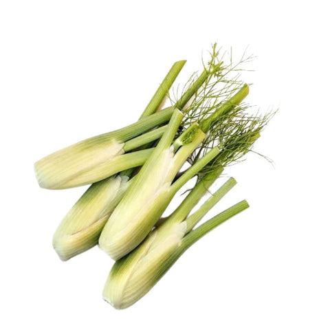 YOUNG FENNEL (BABY),