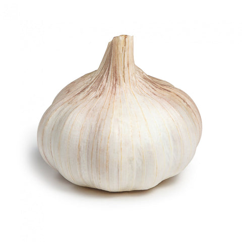 GARLIC, BULB,