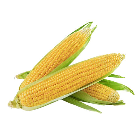 CORN ON THE COB,