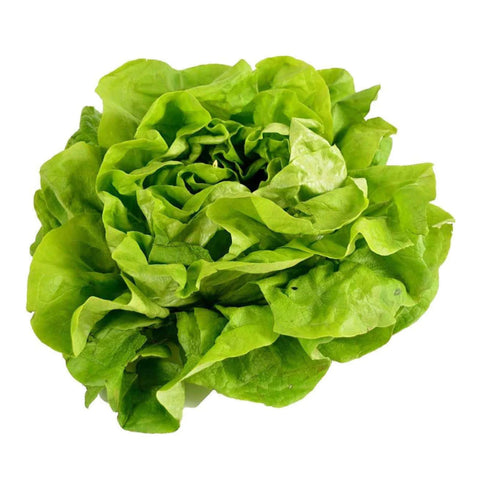 LETTUCE, BOSTON BIBB