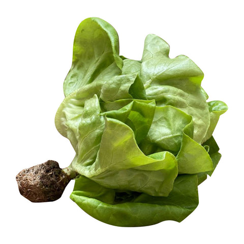 LETTUCE, HYDRO BIBB,