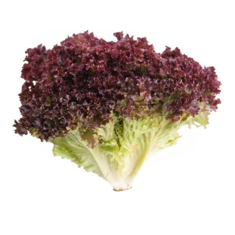 LETTUCE, LOLLO ROSA,