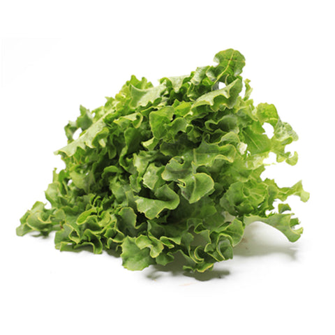 LETTUCE, OAK LEAF, BABY GREEN,