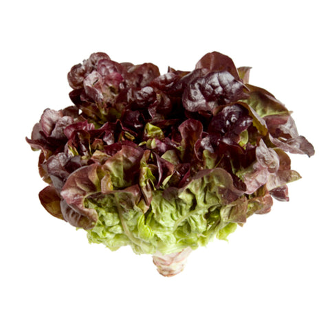 LETTUCE, OAK LEAF, BABY RED,