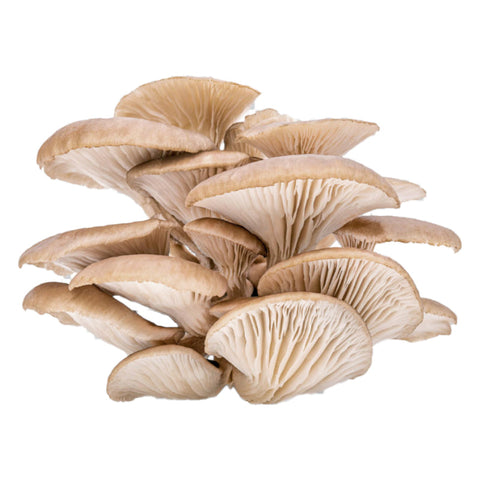 MUSHROOM, OYSTER, 200G,