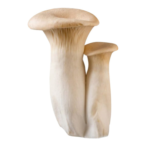 MUSHROOM, TRUMPET, 200G