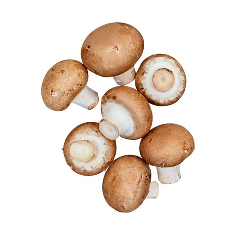 MUSHROOM, CHESTNUT,