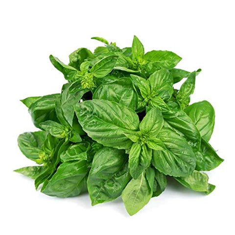 HERB, BASIL,