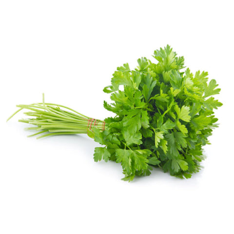 HERB, CILANTRO,250G,