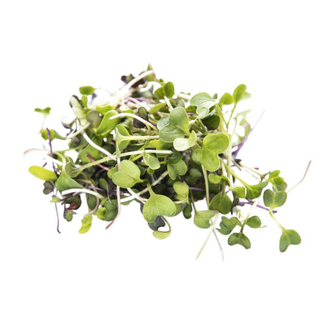 MICRO HERBS,RADISH,35G,