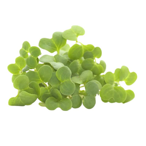 MICRO HERBS, MUSTARD,35G,