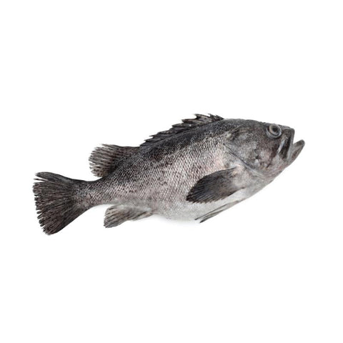 BLACK GROUPER, FRESH, WHOLE,