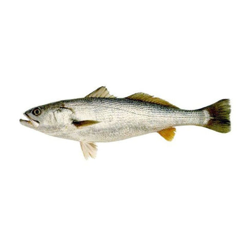 GUABINA, FRESH, WHOLE, GUTTED, DESCALED