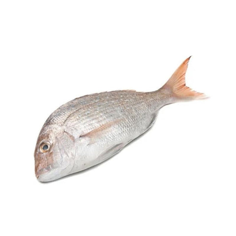 WHITE SNAPPER, FRESH, WHOLE, GUTTED, DESCALED