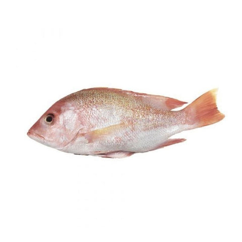 RED SNAPPER, FRESH, WHOLE, GUTTED, DESCALED