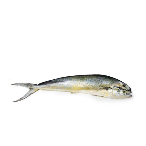 MAHI MAHI, FRESH, WHOLE, GUTTED, DESCALED