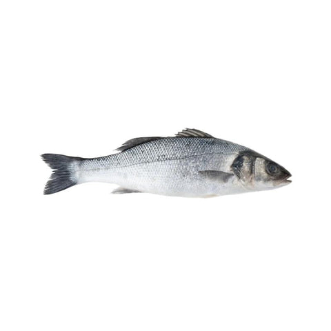 LOCAL SEA BASS, FRESH, WHOLE, GUTTED, DESCALED