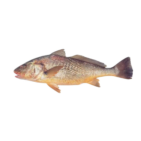 CORVINA, FRESH, WHOLE, GUTTED, DESCALED