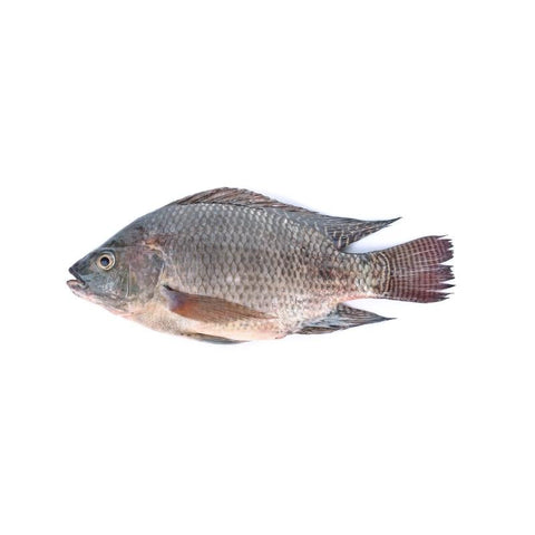TILAPIA, FRESH, WHOLE, GUTTED, DESCALED