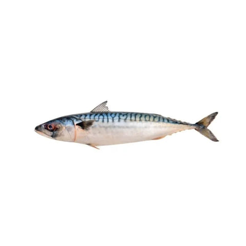 MACKEREL, FRESH, WHOLE, GUTTED, DESCALED