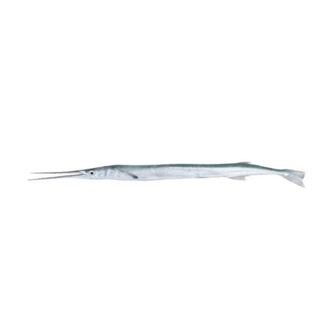 NEEDLE FISH, FRESH, WHOLE, GUTTED, DESCALED