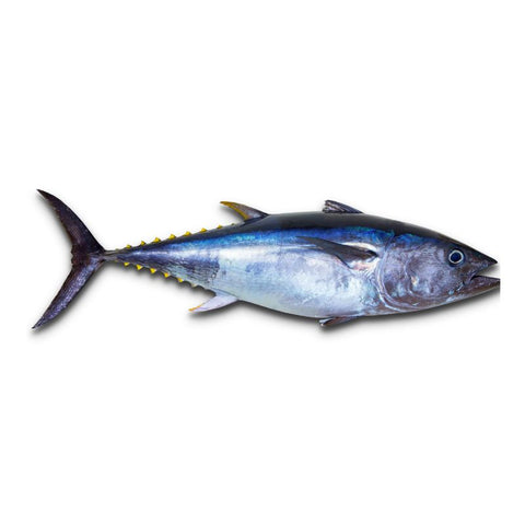 YELLOWFIN TUNA, FRESH, WHOLE, GUTTED, DESCALED