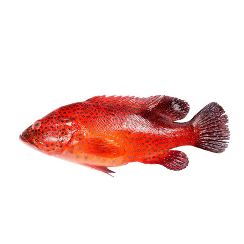 RED GROUPER, WHOLE