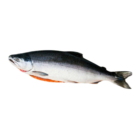 CHILEAN SALMON, FRESH, WHOLE, SUSHI GRADE,