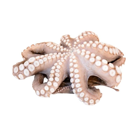 OCTOPUS LOCAL, FRESH, WHOLE,