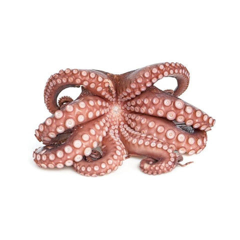 OCTOPUS IMPORTED, FROZEN, WHOLE,