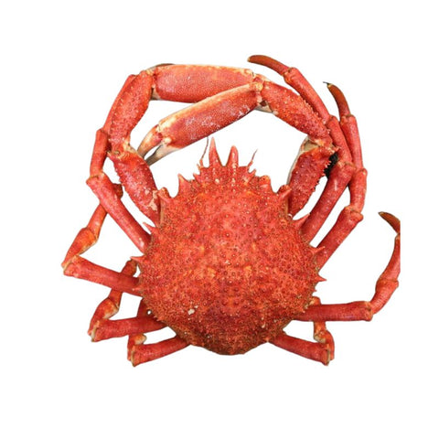 SPIDER CRAB, FROZEN, BIG,