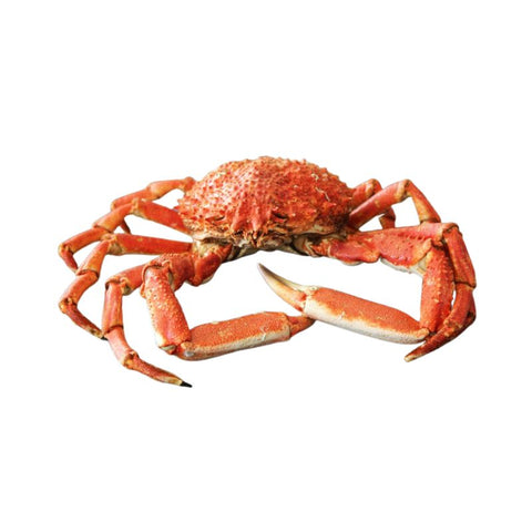 SPIDER CRAB, FROZEN,  MEDIUM,