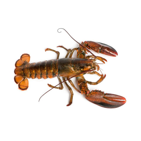 MAINE LOBSTER, FRESH,  LIVE,