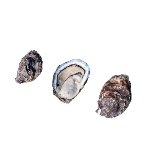 OYSTER, FRESH,  BUTTER&BRINE RHOE ISLAND,