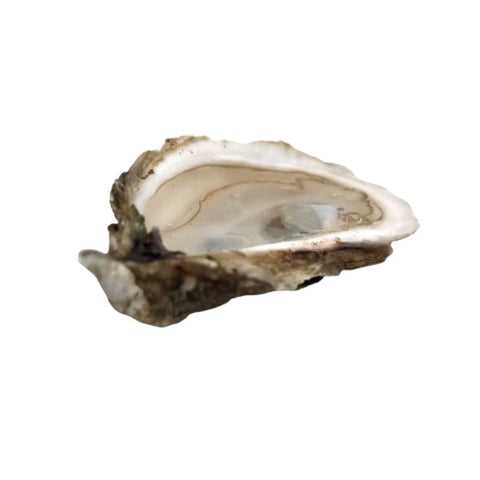 OYSTER, FRESH, PINK MOON HUNTER RIVER,