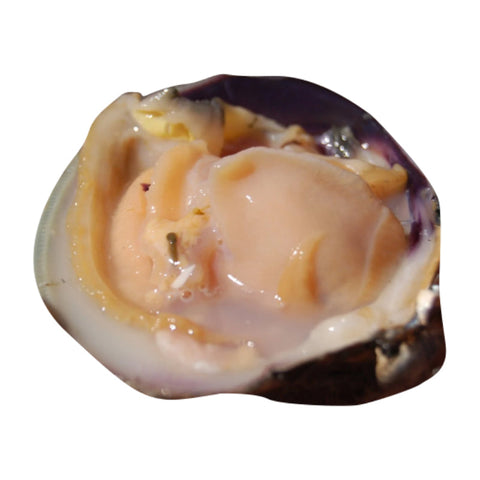 BOSTON CLAMS, FRESH,