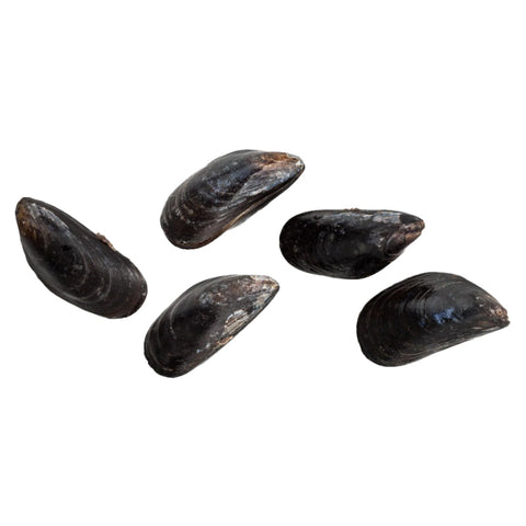 BLACK CLAMS, FRESH,