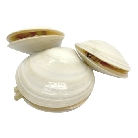 SEA CLAMS, FRESH,