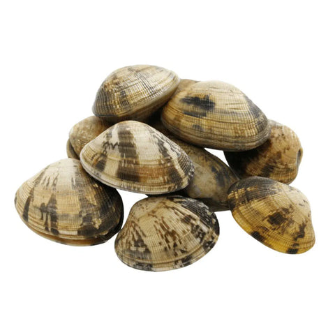 XXL CLAMS, FRESH,