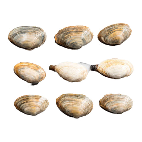 CLAMS,  LARGE LOCAL,