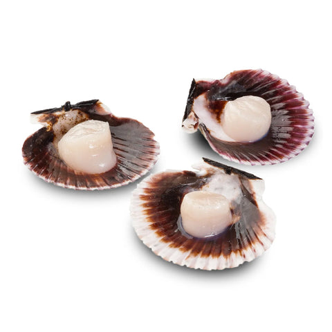 SCALLOPS, FROZEN, 45640IVP,