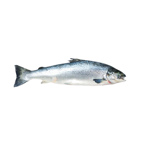 ORAKING SALMON, FRESH, WHOLE,  *PRE-ORDER, FEDEX SHIPPING*