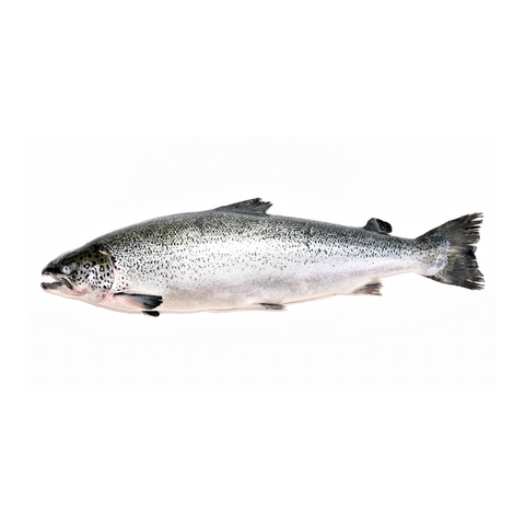 CHILEAN SALMON, FRESH, WHOLE, *PRE-ORDER, FEDEX SHIPPING*