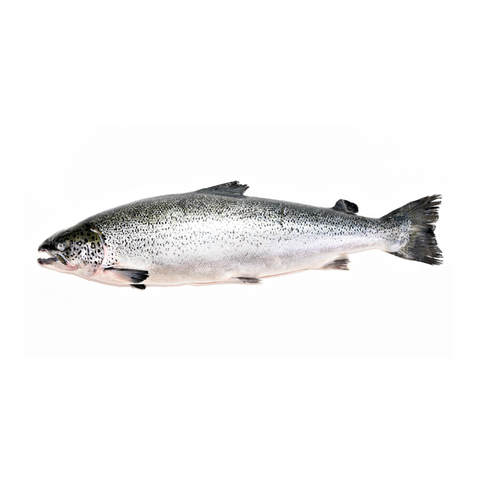 CHILEAN SALMON, WHOLE