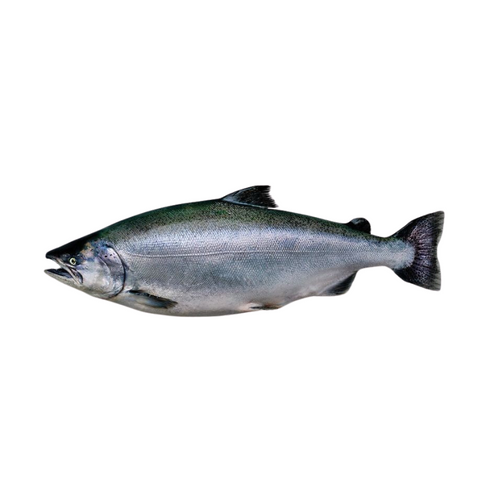 KING SALMON, FRESH, WHOLE, *PRE-ORDER, FEDEX SHIPPING*