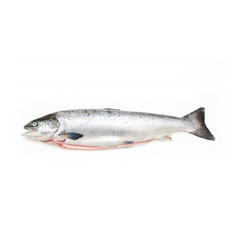 FAROE  SALMON, FRESH, WHOLE, *PRE-ORDER, FEDEX SHIPPING*