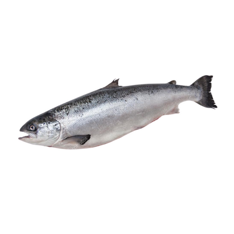 SCOTTISH SALMON WHOLE